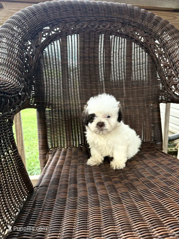 Gage – Bichon Frise, Shih Tzu puppy for sale in Somerset, KY