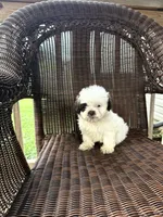 Gage, a male Bichon Frise and Shih Tzu for sale in Somerset, KY – 1 of 1