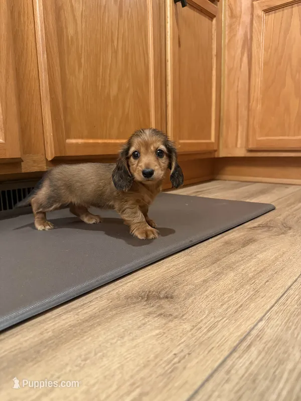 Shayla – Miniature Dachshund puppy for sale in Marion, IL