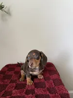 Paul , a female Miniature Dachshund for sale in Somerset, KY – 1 of 1