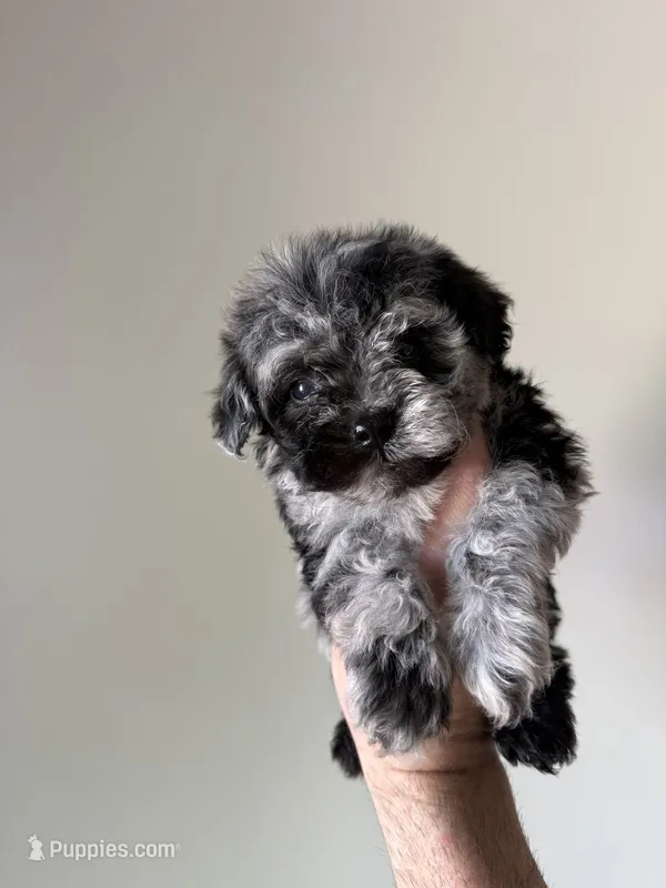 Peter  – Maltipoo puppy for sale in Somerset, KY
