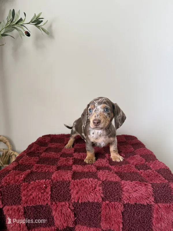Preston  – Miniature Dachshund puppy for sale in Somerset, KY