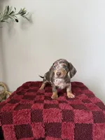 Preston , a female Miniature Dachshund for sale in Somerset, KY – 1 of 1