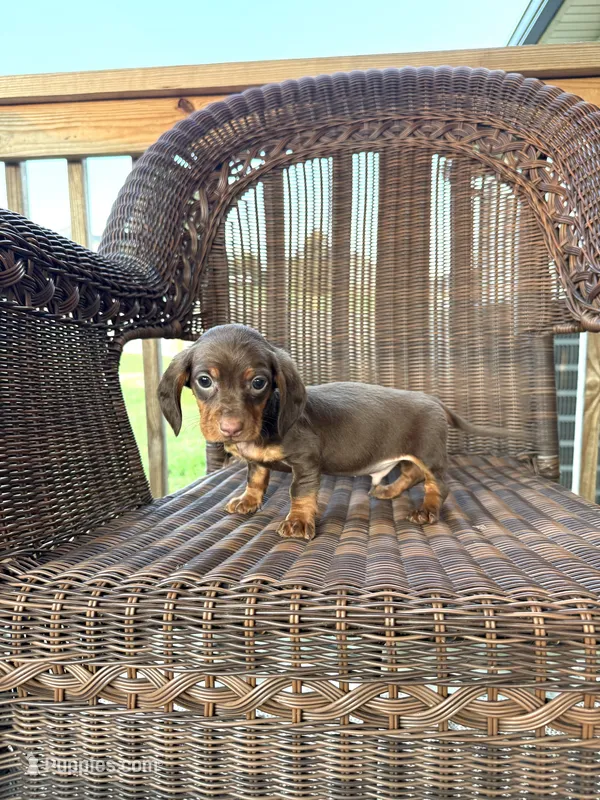 Kameron  – Miniature Dachshund puppy for sale in Somerset, KY