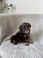 Sarah , a female Miniature Schnauzer for sale in Somerset, KY – 1 of 1