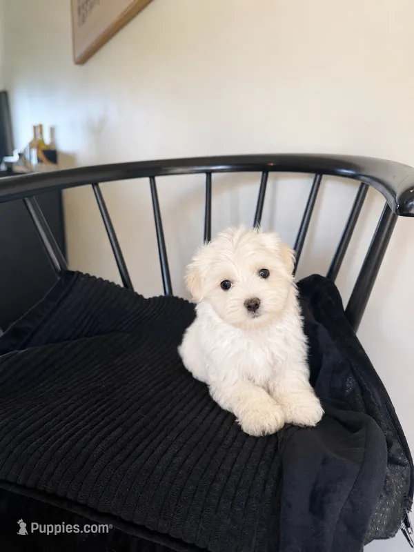 Prater – Maltese puppy for sale in Somerset, KY