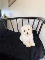 Prater, a female Maltese for sale in Somerset, KY – 1 of 1