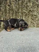Brad , a male Miniature Dachshund for sale in Somerset, KY – 2 of 2