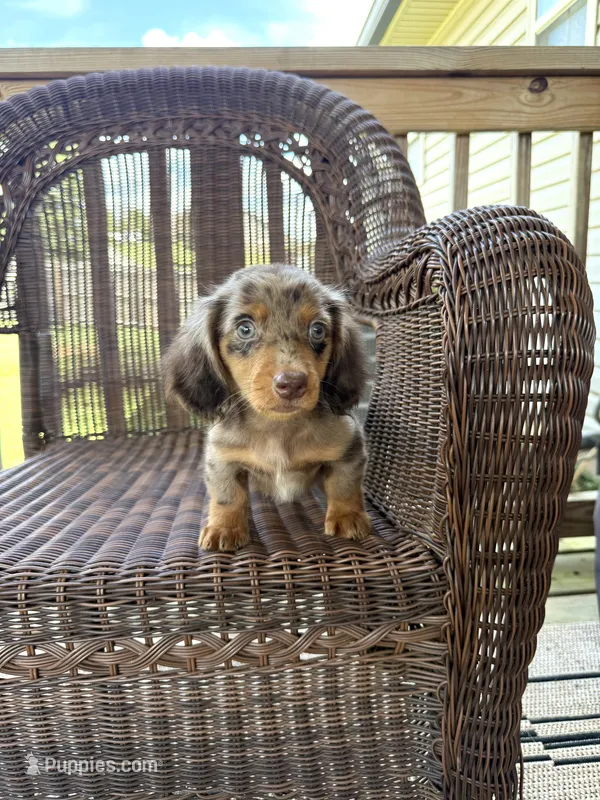 Tyce  – Miniature Dachshund puppy for sale in Somerset, KY