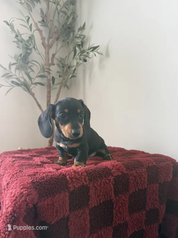 Peter  – Miniature Dachshund puppy for sale in Somerset, KY