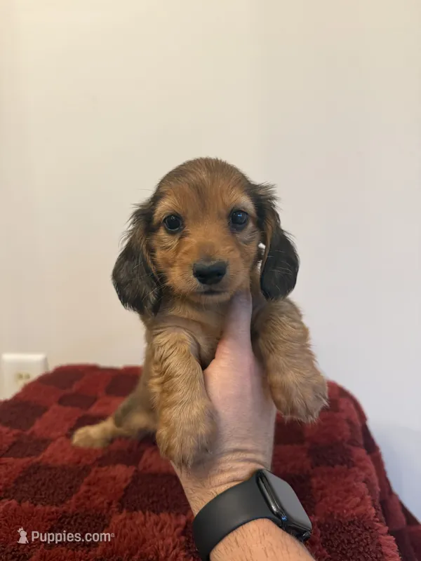 Shayla – Miniature Dachshund puppy for sale in Somerset, KY