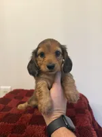 Shayla, a female Miniature Dachshund for sale in Somerset, KY – 1 of 2