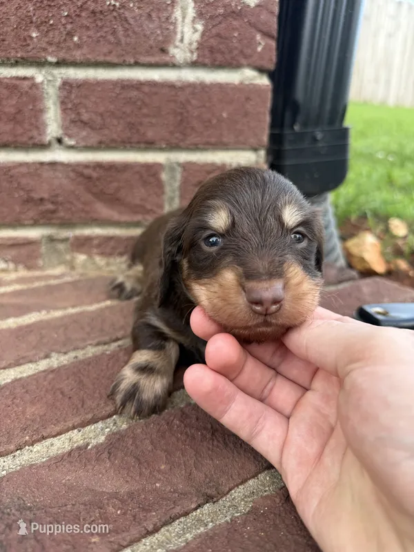 Jasper CHOC/CREAM LH  – Miniature Dachshund puppy for sale in Somerset, KY