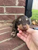 Jasper CHOC/CREAM LH , a male Miniature Dachshund for sale in Somerset, KY – 1 of 3