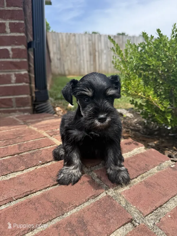 Riley, a female Miniature Schnauzer for sale in Somerset, KY – 1 of 1