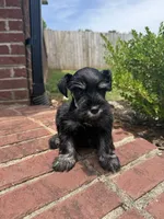 Riley, a female Miniature Schnauzer for sale in Somerset, KY – 1 of 1