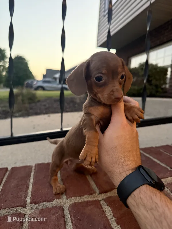 Allie – Miniature Dachshund puppy for sale in Somerset, KY