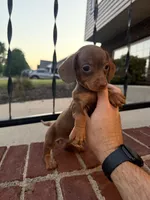 Allie, a female Miniature Dachshund for sale in Somerset, KY – 1 of 1