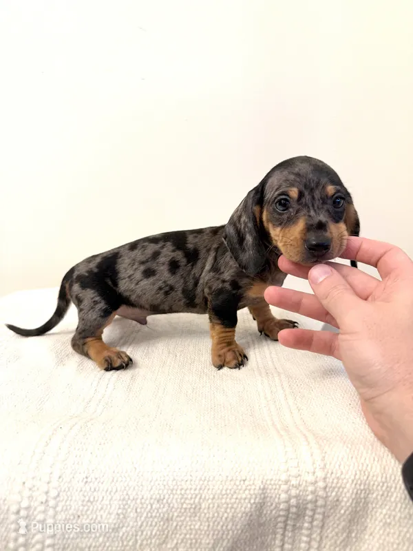 Robert  – Miniature Dachshund puppy for sale in Somerset, KY