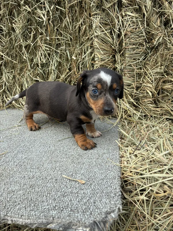 Dakota  – Miniature Dachshund puppy for sale in Somerset, KY