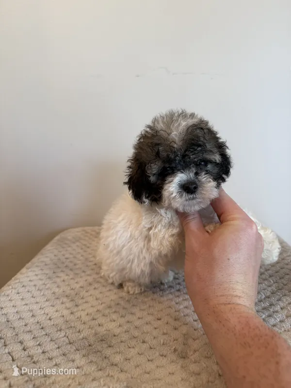 Sammy  – Miniature Schnauzer, Poodle - Toy  puppy for sale in Somerset, KY