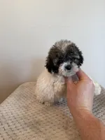 Sammy , a male Miniature Schnauzer and Poodle - Toy  for sale in Somerset, KY – 1 of 1