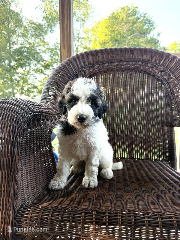 Leroy  – Goldendoodle puppy for sale in Somerset, KY