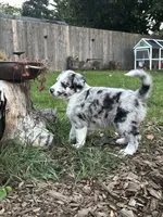 Scout, a male Australian Shepherd and Alaskan Husky for sale in Salem, OR – 4 of 8
