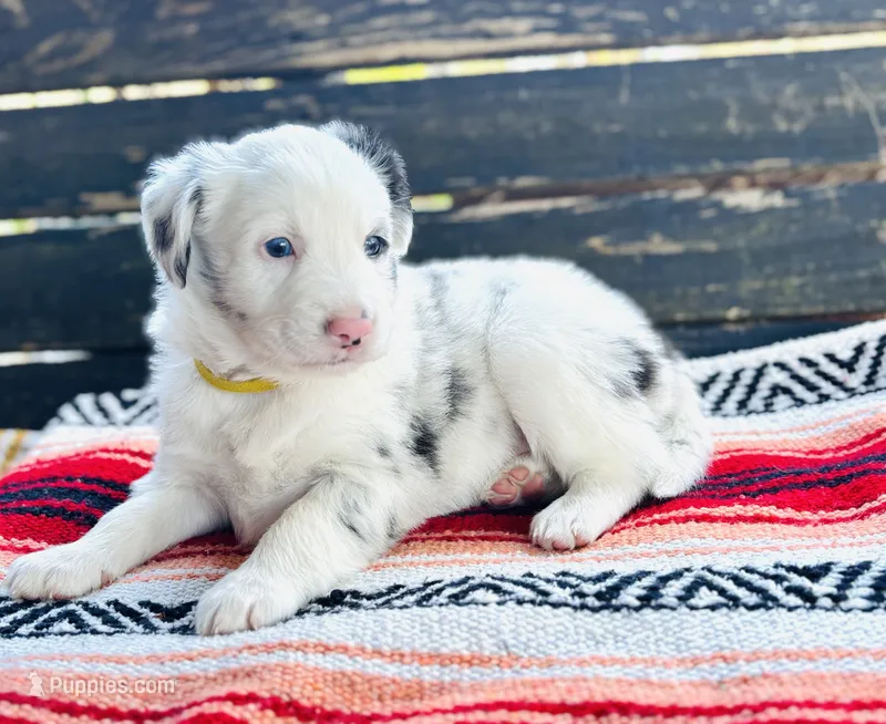 Daisy – Australian Shepherd puppy for sale in Salem, OR