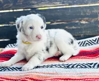 Daisy, a female Australian Shepherd for sale in Salem, OR – 1 of 1