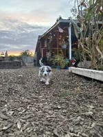 Scout, a male Australian Shepherd and Alaskan Husky for sale in Salem, OR – 7 of 8
