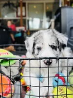 Scout, a male Australian Shepherd and Alaskan Husky for sale in Salem, OR – 3 of 8