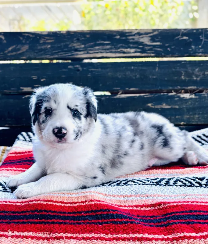 Scout – Australian Shepherd puppy for sale in Salem, OR