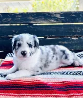 Scout, a male Australian Shepherd for sale in Salem, OR – 1 of 1