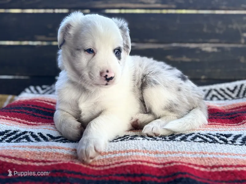 Chaps – Australian Shepherd puppy for sale in Salem, OR