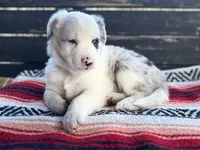 Chaps, a male Australian Shepherd for sale in Salem, OR – 1 of 1