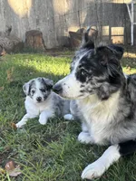 Scout, a male Australian Shepherd and Alaskan Husky for sale in Salem, OR – 8 of 8