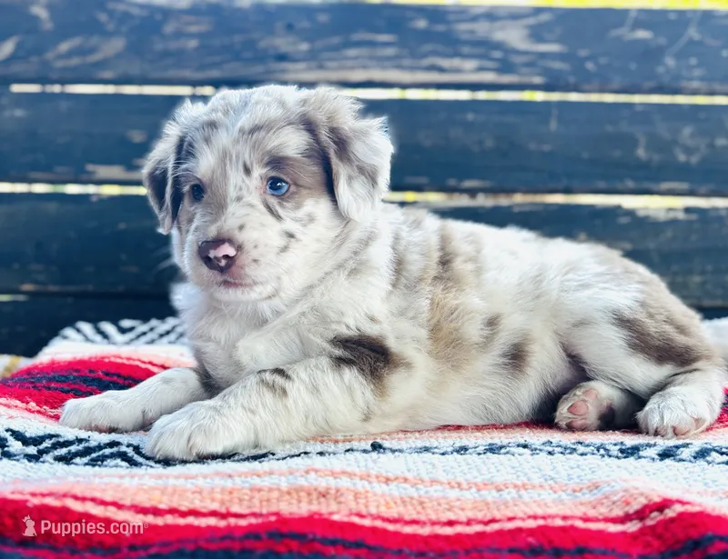 Nutter Butter – Australian Shepherd puppy for sale in Salem, OR