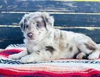 Nutter Butter, a female Australian Shepherd for sale in Salem, OR – 1 of 1