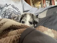 Scout, a male Australian Shepherd and Alaskan Husky for sale in Salem, OR – 5 of 8