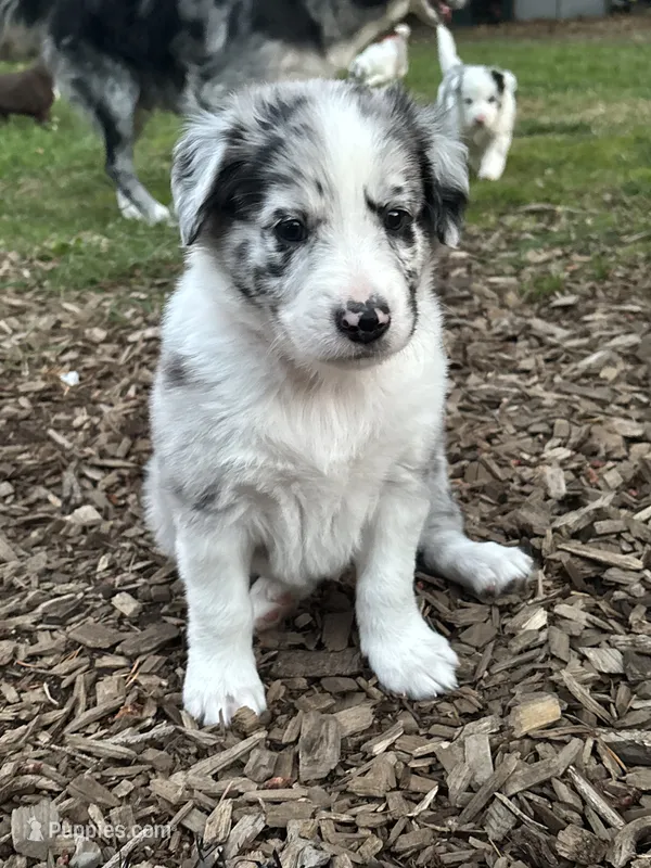 Scout – Australian Shepherd, Alaskan Husky puppy for sale in Salem, OR