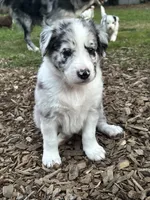 Scout, a male Australian Shepherd and Alaskan Husky for sale in Salem, OR – 1 of 8