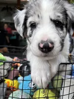 Scout, a male Australian Shepherd and Alaskan Husky for sale in Salem, OR – 6 of 8