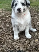 Scout, a male Australian Shepherd and Alaskan Husky for sale in Salem, OR – 2 of 8