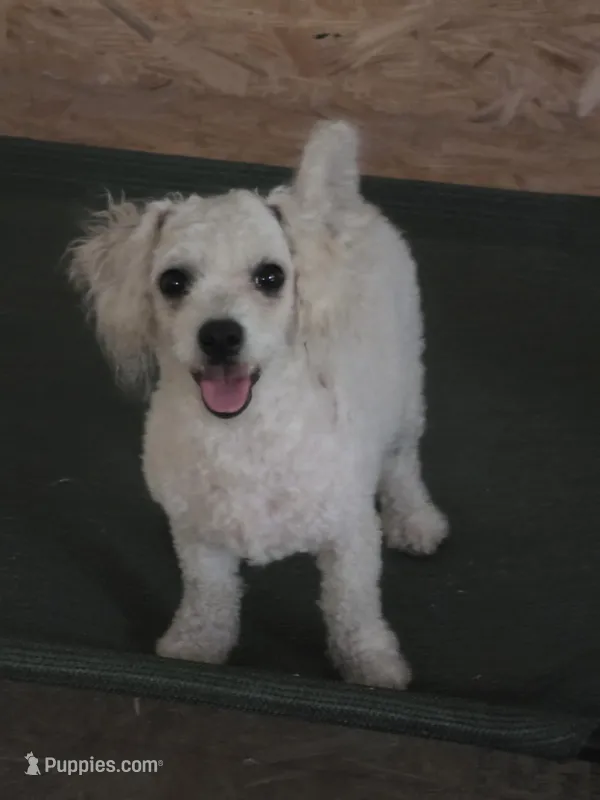 Paris, a female Bichon Frise for sale in Fort Myers, FL – Photo 1 of 2