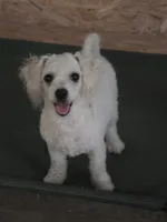 Paris, a female Bichon Frise for sale in Fort Myers, FL – Photo 1 of 2