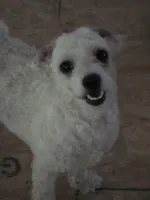 Paris, a female Bichon Frise for sale in Fort Myers, FL – Photo 2 of 2