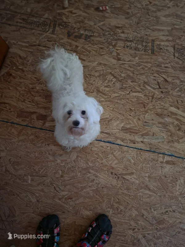 Chanel – Bichon Frise puppy for sale in Fort Myers, FL