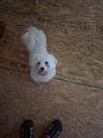 Chanel, a female Bichon Frise for sale in Fort Myers, FL – 1 of 1