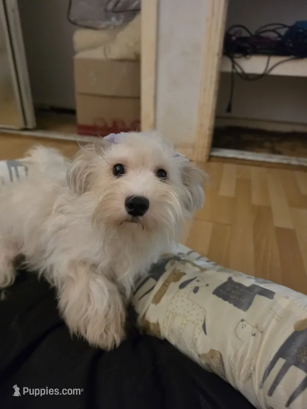 Paris – Bichon Frise puppy for sale in Fort Myers, FL